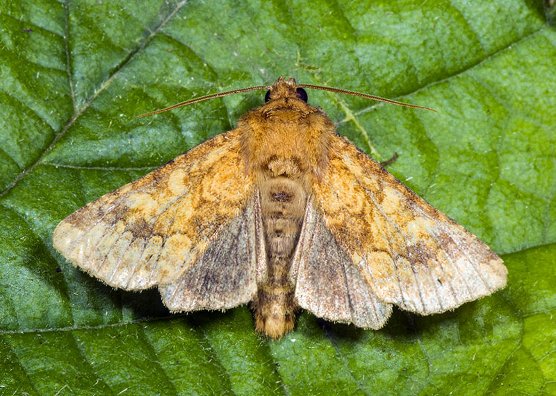 Noctuidae: Conisania (Luteohadena) luteago